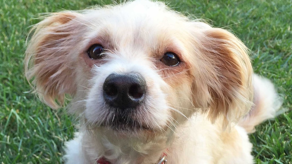 Köpeğiniz Dünyayı Nasıl Görüyor?