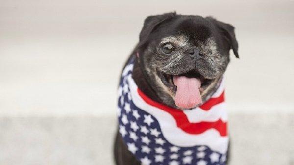Tenesseli bir vatandaş, Mildred adındaki köpeğini başkanlık seçimlerine aday göstererek kampanya başlattı.