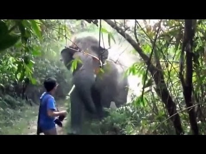 Üzerinize Dev Bir Fil Koşarak Gelirse Ne Yaparsınız?