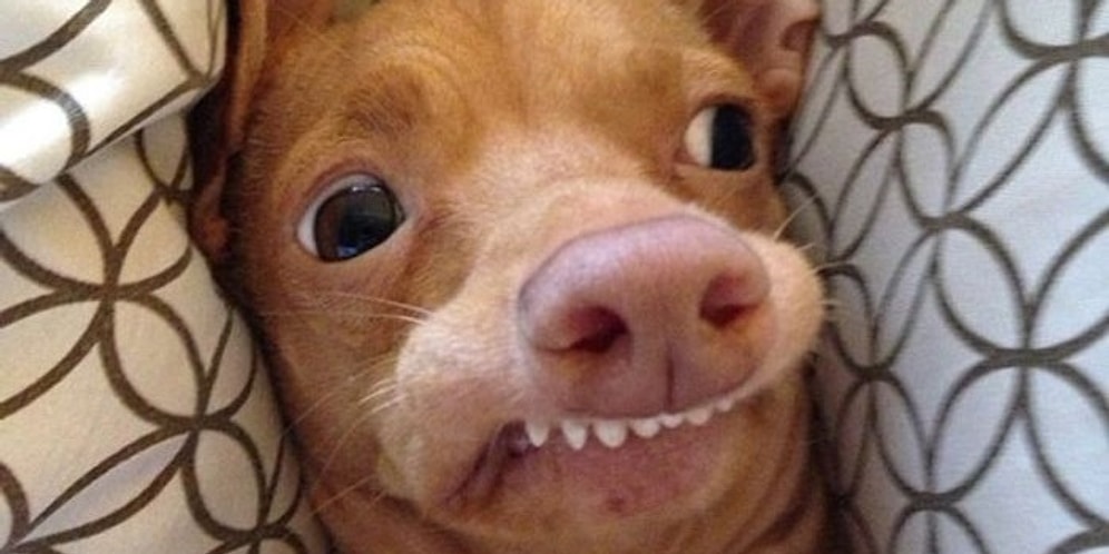 Веселые "закидоны" от наших любимых четвероногих друзей