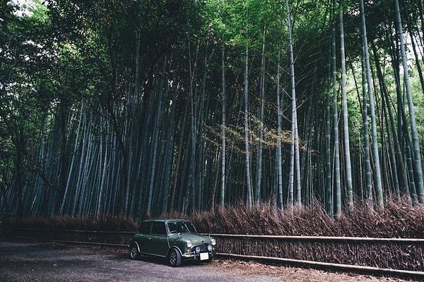 3. Bambu Ormanları