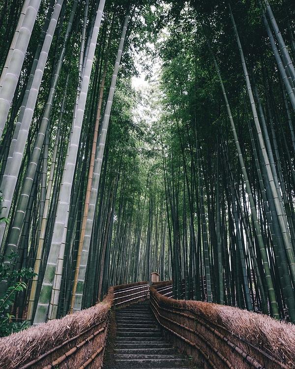 4. Bambu Ormanları (2)