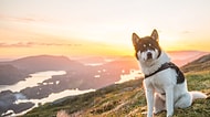 "Ulan Köpek Kadar Olamadık" Diyenleri Haklı Çıkaran Husky'nin 25 Görselle Norveç Gezisi
