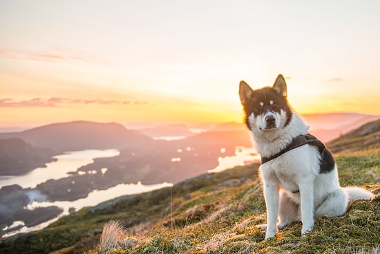 "Ulan Köpek Kadar Olamadık" Diyenleri Haklı Çıkaran Husky'nin 25 Görselle Norveç Gezisi