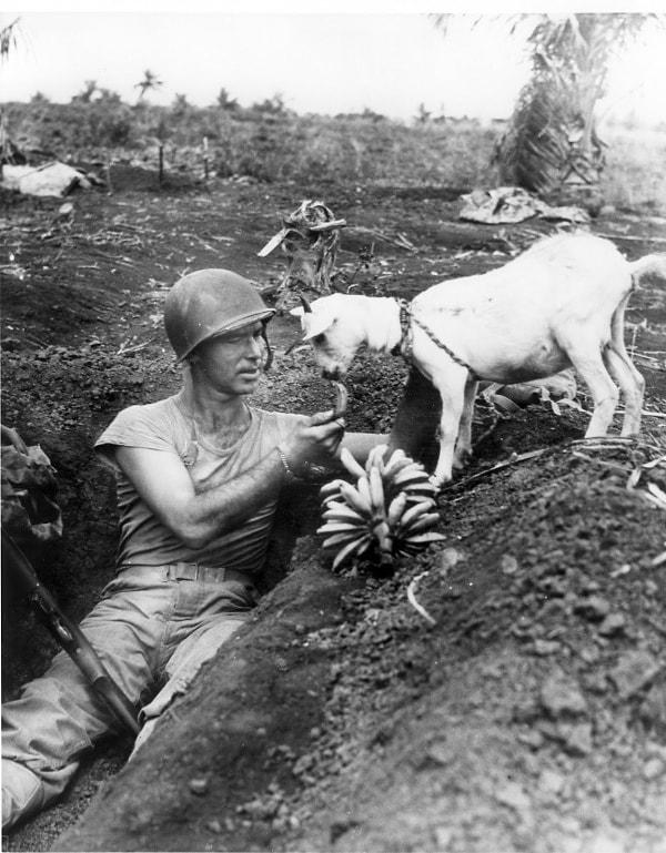 28. Saipan Savaşı sırasında bir keçiyle muzunu paylaşan asker