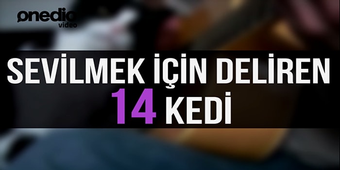 Sevilmek İçin Deliren 14 Kedi