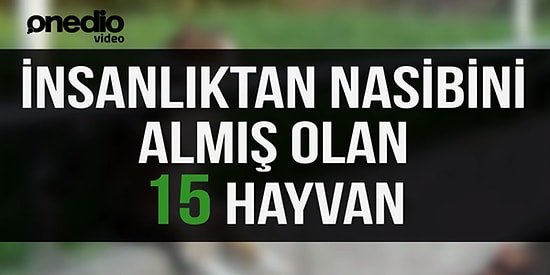 İnsanlıktan Nasibini Almış Olan 15 Hayvan