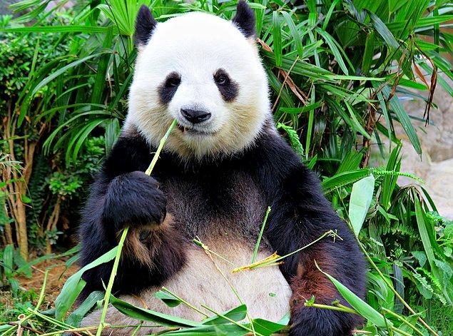 18. Küresel ısınma, pandaların neredeyse tek besin kaynağı olan bambu bitkisinin gelişimini olumsuz yönde etkiliyor.