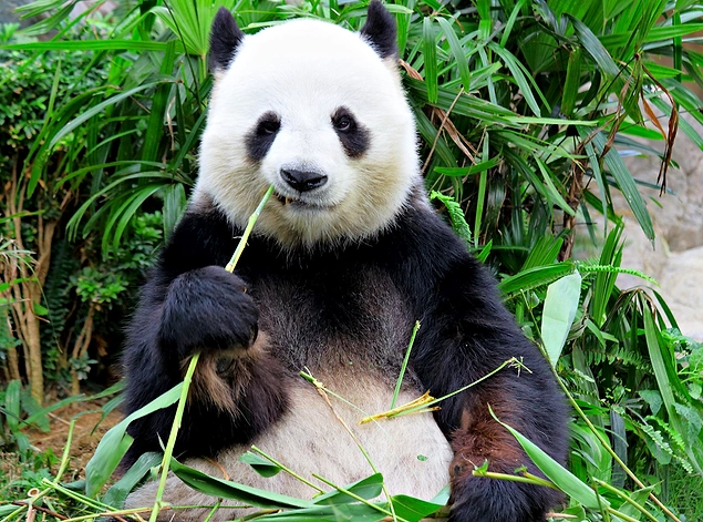 Qlobal istiləşmə demək olar ki, pandanın yeganə qida mənbəyi olan bambuk bitkisinin böyüməsinə mənfi təsir göstərir.