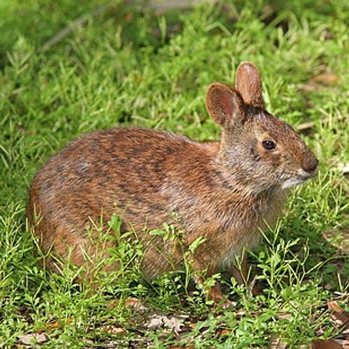 Hugh Hefner – Sylvilagus palustris hefneri