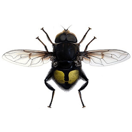 Bill Gates – Eristalis gatesi