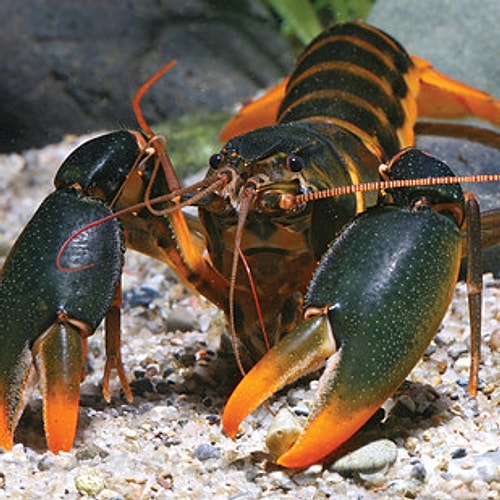 Edward Snowden – Cherax snowden