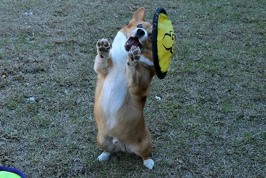 Yaptıkların Sporun Dallarında Altın Madalyayı Kimselere Bırakmayacak 16 Şampiyon Korgi