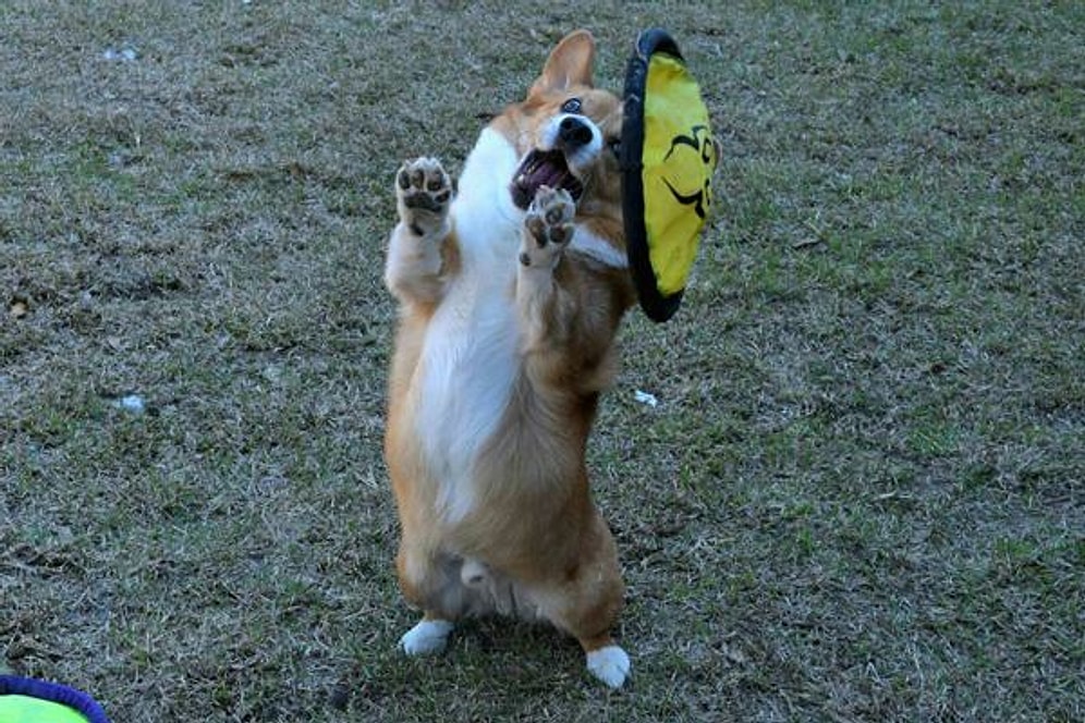 Yaptıkların Sporun Dallarında Altın Madalyayı Kimselere Bırakmayacak 16 Şampiyon Korgi