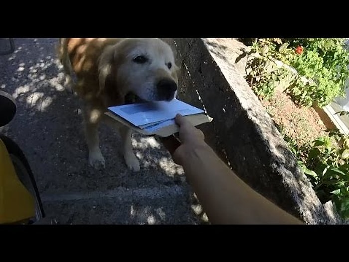 Mektuplarınızı Postacıdan Alıp Sahibine Götüren Aşırı Sevimli Golden Retriever