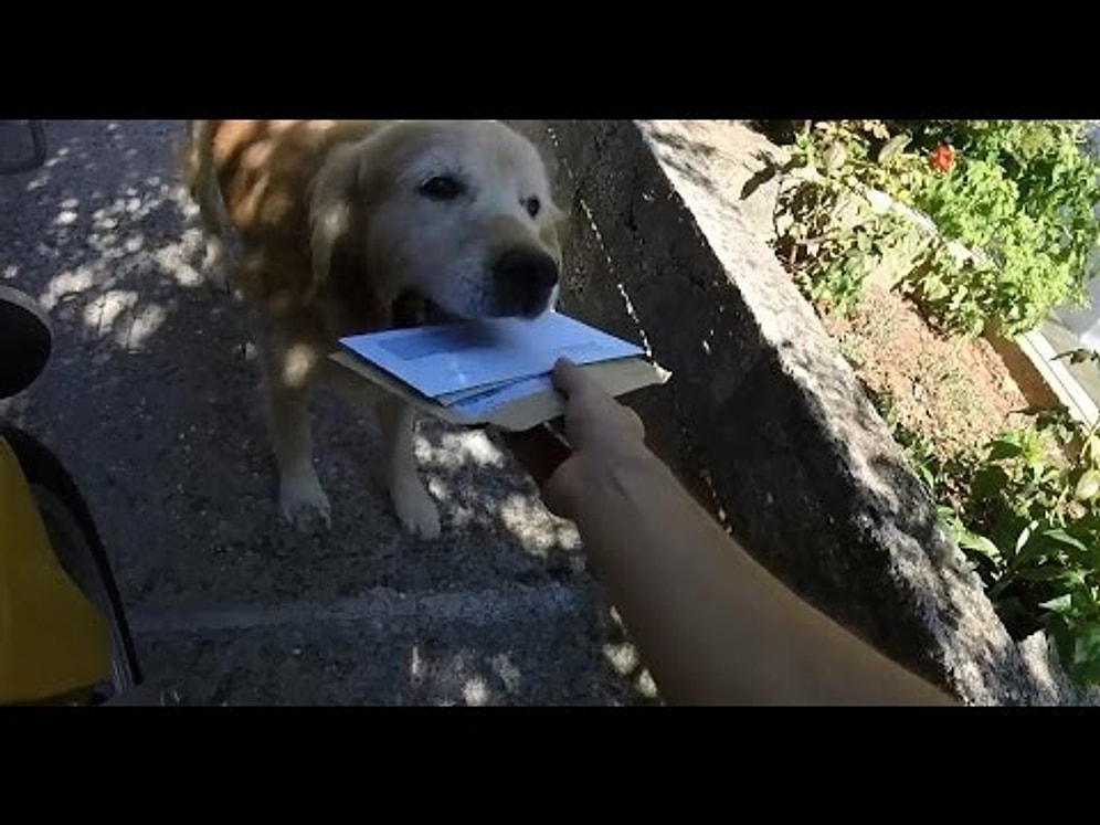 Mektuplarınızı Postacıdan Alıp Sahibine Götüren Aşırı Sevimli Golden Retriever