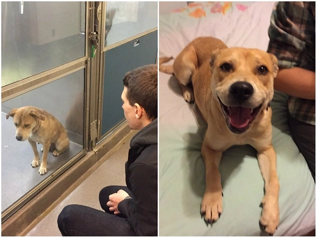 Barınaktan alınan bir köpeğin sadece bir gün içindeki değişimi.