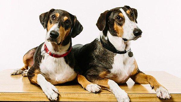 10. Köpek klonlama dönemi başlıyor