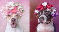 Barınaklarda Yaşayan 'Pit Bull'ların Sahiplenilme Şansını Artıran Projeden 17 Fotoğraf