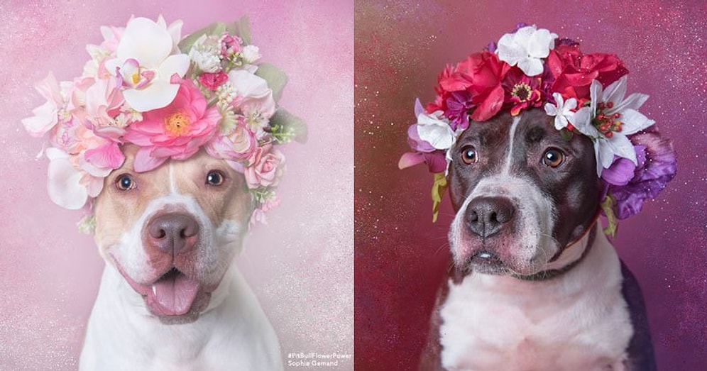 Barınaklarda Yaşayan 'Pit Bull'ların Sahiplenilme Şansını Artıran Projeden 17 Fotoğraf