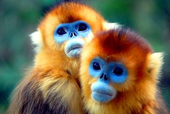 42 редких представителя фауны, в существование которых трудно поверить