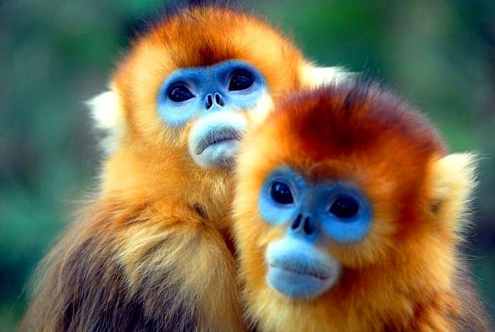 42 редких представителя фауны, в существование которых трудно поверить