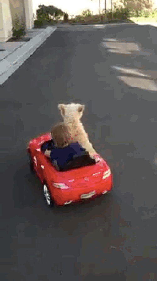 Daisy, yılların şöferlerine meydan okuyor! 🚗🐶👶
