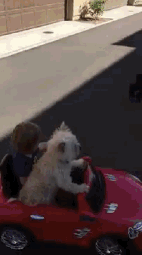 Daisy, yılların şöferlerine meydan okuyor! 🚗🐶👶