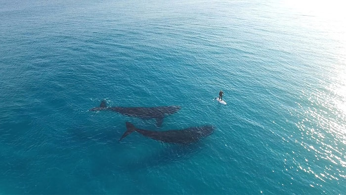 Balina Çiftinden Denizde Paddle Board Yapan Adama Olağanüstü Karşılama