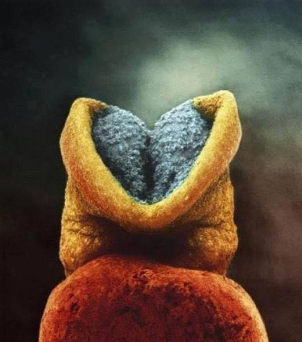 Beynin embriyoda gelişmeye başladığı süreç