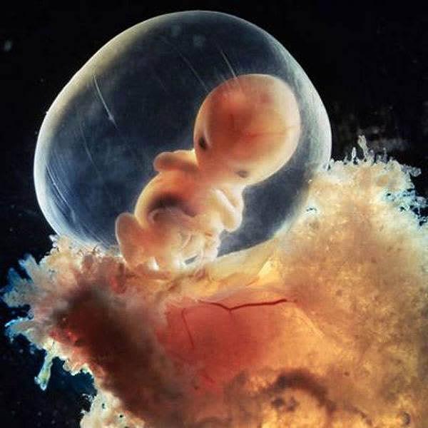 8. Hafta: Hızla büyüyen embriyo korunma altında