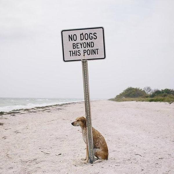 16-Bu noktanın ötesine köpeklerin girmesi yasakmış.