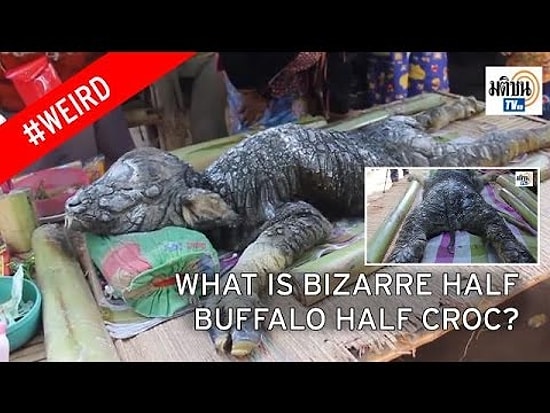 Dünya Yarı Bufalo Yarı Timsah Karışımı Bu Garip Yaratığı Konuşuyor