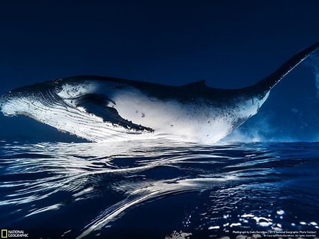 National Geographic Fotoğraf Yarışmasından 3. ve 4. Haftanın Dikkat Çeken 22 Fotoğrafı