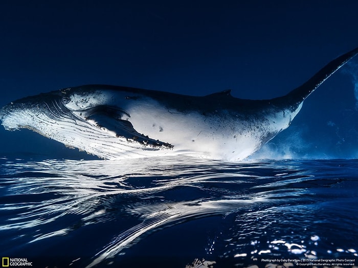 National Geographic Fotoğraf Yarışmasından 3. ve 4. Haftanın Dikkat Çeken 22 Fotoğrafı