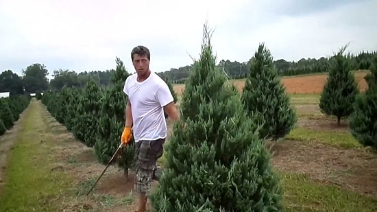 Son Samuray Burada! Çam Ağaçlarını Çift Kılıcı İle Kusursuz Budayan Bahçıvan