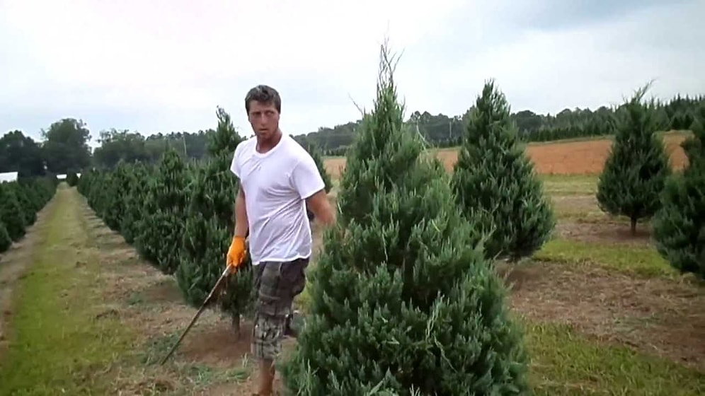 Son Samuray Burada! Çam Ağaçlarını Çift Kılıcı İle Kusursuz Budayan Bahçıvan