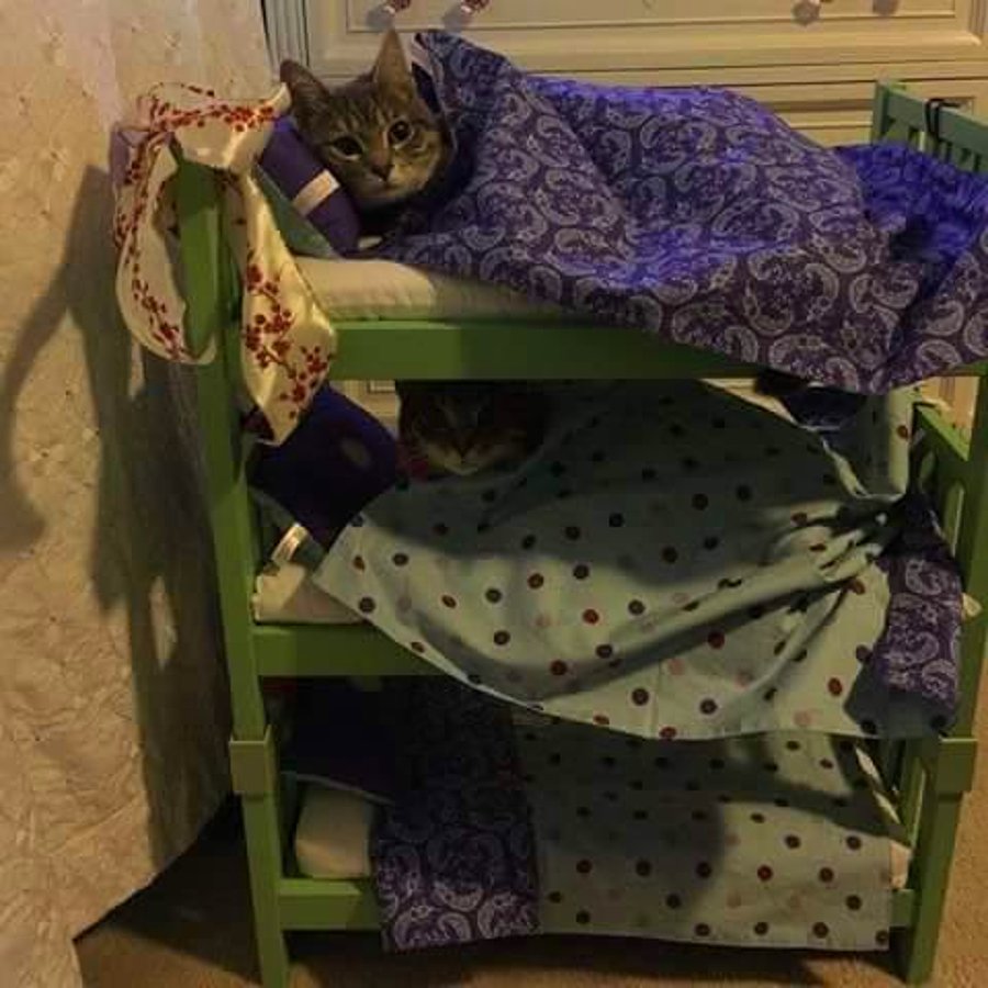 Как прогнать кошку с кровати