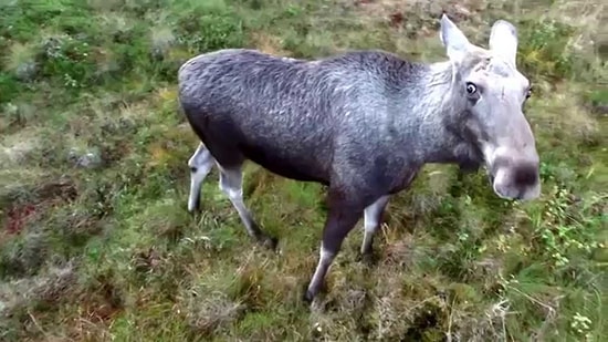 Yanına Yaklaşan Drone'la Oynamaya Çalışan Geyik