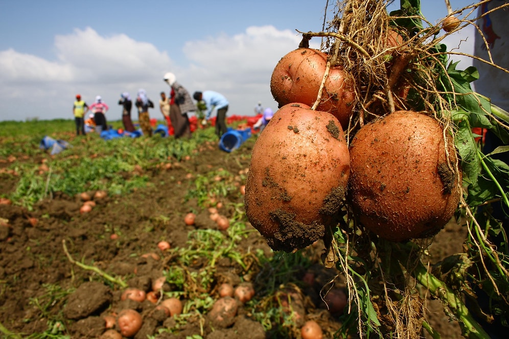 Patates 5 TL Sınırında