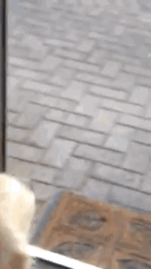 Zack isimli Golden Retriever cinsi köpek dondurma arabasını görünce sahibinden aldığı kap ile aracın yanına geliyor.
