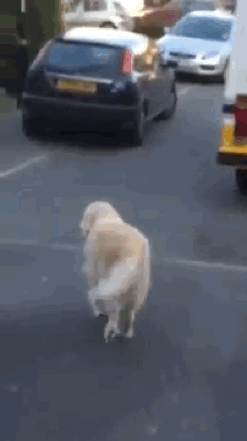 Zack isimli Golden Retriever cinsi köpek dondurma arabasını görünce sahibinden aldığı kap ile aracın yanına geliyor.