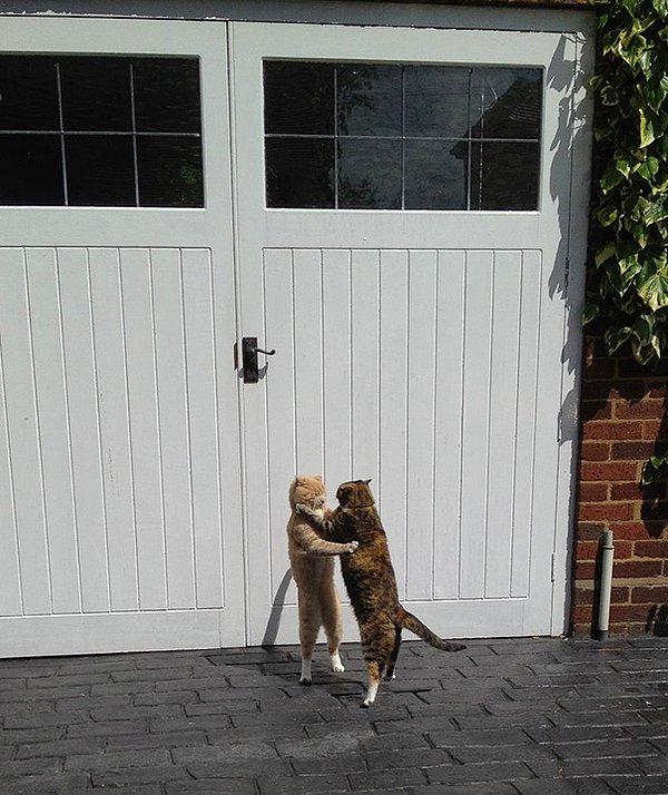 17. Romantik şekilde dans eden kediler.
