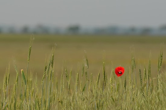 Bu Nasıl Bir Yalnızlık Duygusudur ki Koca Ülkede Tek Başınaymış Gibi Hissettiren