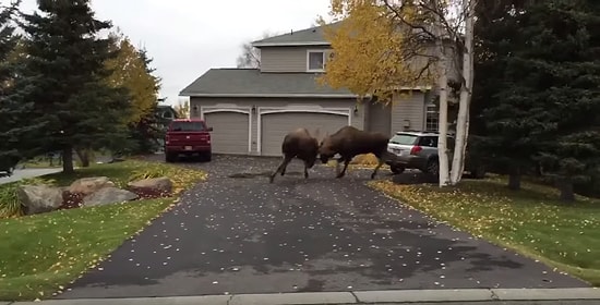 Vahşi Doğanın Bağrından Kopup Şehre İnen Geyiklerin Sokak Kavgası