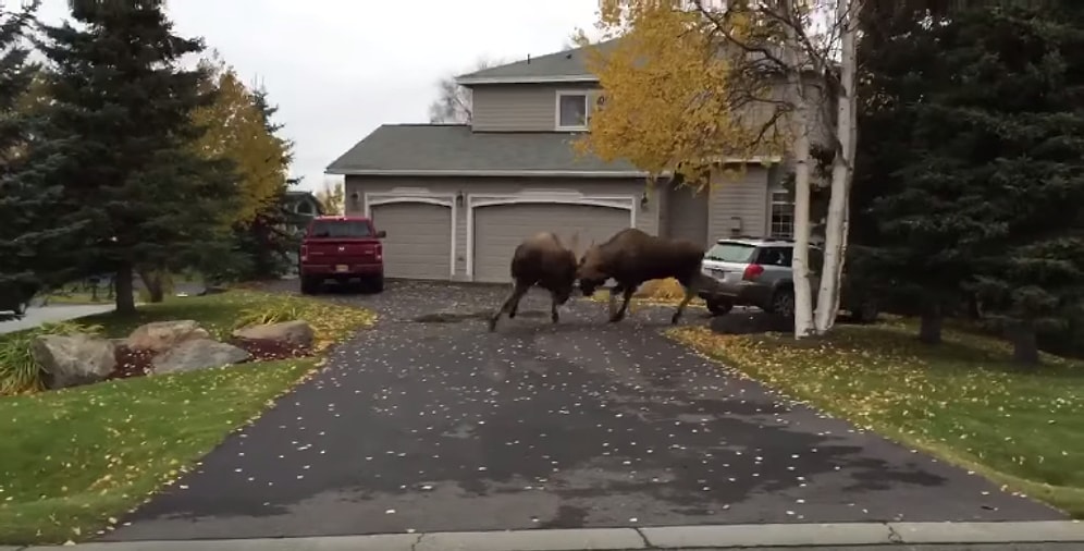 Vahşi Doğanın Bağrından Kopup Şehre İnen Geyiklerin Sokak Kavgası