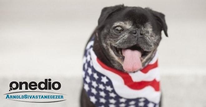 2016 ABD Seçimlerine Aday Köpek