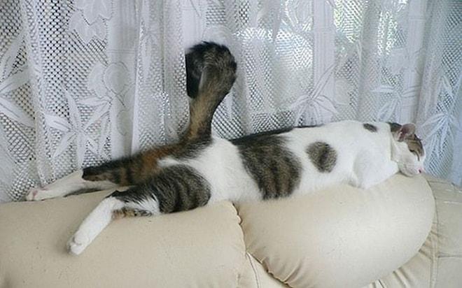 Uyku Pozisyonlarıyla Adeta "Uyurken Ben Ben Değilim" Diyen 39 Kedi