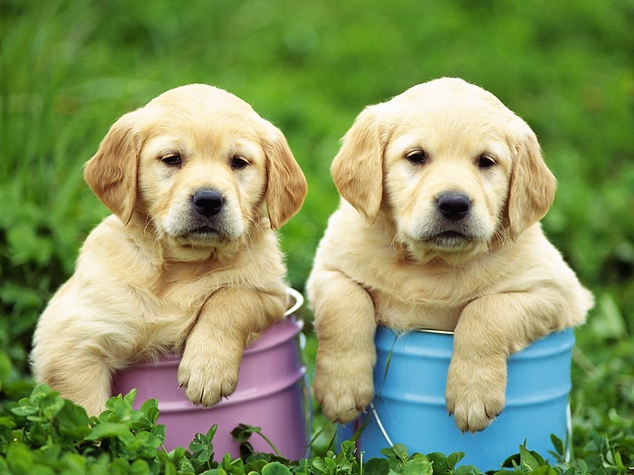 Köpek Sahibi Olmanın Dünyanın En Saçma Şeyi Olduğunun 22 Maddede İspatı