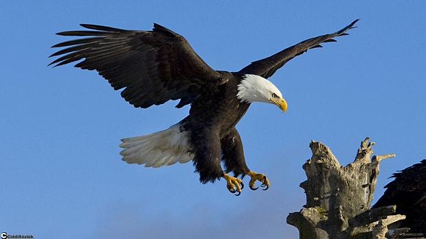 Kartal